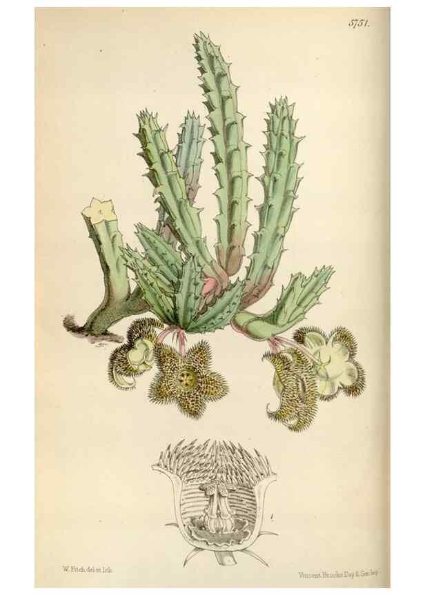 Reproducción/Reproduction 34465321873: Curtis's botanical magazine.. London ; New York [etc.] :Academic Press [etc.]