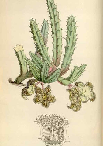 Reproducción/Reproduction 34465321873: Curtis's botanical magazine.. London ; New York [etc.] :Academic Press [etc.]