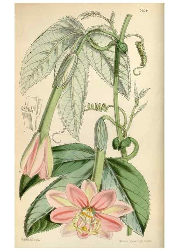 Reproducción/Reproduction 34465319173: Curtis's botanical magazine.. London ; New York [etc.] :Academic Press [etc.]
