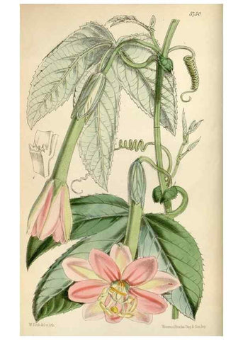 Reproducción/Reproduction 34465319173: Curtis's botanical magazine.. London ; New York [etc.] :Academic Press [etc.]
