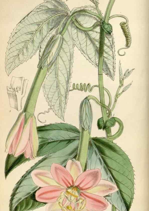 Reproducción/Reproduction 34465319173: Curtis's botanical magazine.. London ; New York [etc.] :Academic Press [etc.]