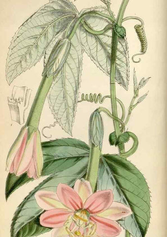 Reproducción/Reproduction 34465319173: Curtis's botanical magazine.. London ; New York [etc.] :Academic Press [etc.]