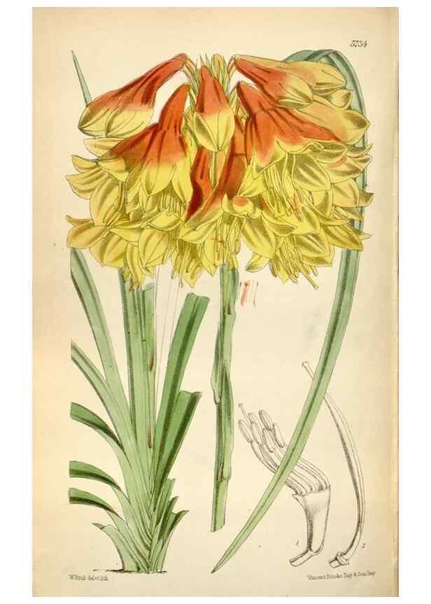 Reproducción/Reproduction 35274927635: Curtis's botanical magazine.. London ; New York [etc.] :Academic Press [etc.]