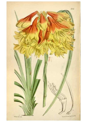 Reproducción/Reproduction 35274927635: Curtis's botanical magazine.. London ; New York [etc.] :Academic Press [etc.]