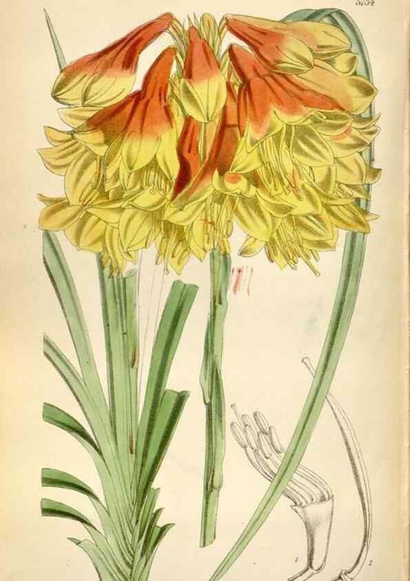 Reproducción/Reproduction 35274927635: Curtis's botanical magazine.. London ; New York [etc.] :Academic Press [etc.]