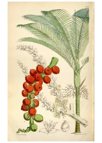 Reproducción/Reproduction 35144649331: Curtis's botanical magazine.. London ; New York [etc.] :Academic Press [etc.]