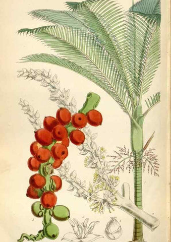 Reproducción/Reproduction 35144649331: Curtis's botanical magazine.. London ; New York [etc.] :Academic Press [etc.]