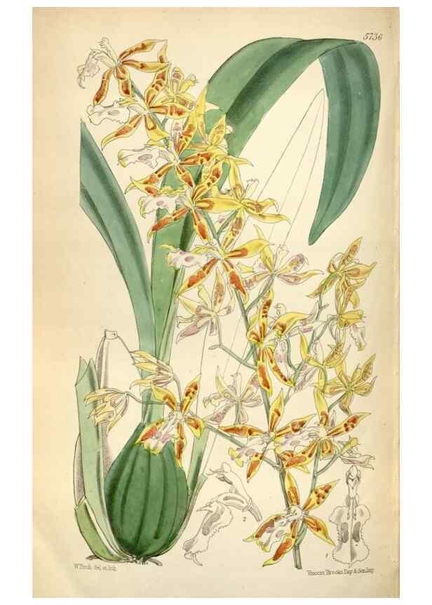 Reproducción/Reproduction 35144650191: Curtis's botanical magazine.. London ; New York [etc.] :Academic Press [etc.]