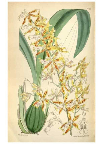 Reproducción/Reproduction 35144650191: Curtis's botanical magazine.. London ; New York [etc.] :Academic Press [etc.]