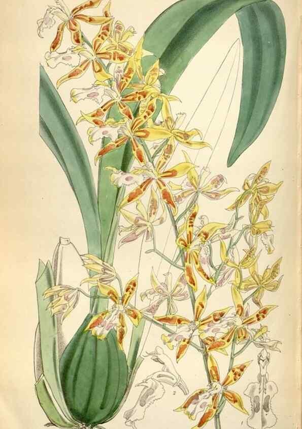Reproducción/Reproduction 35144650191: Curtis's botanical magazine.. London ; New York [etc.] :Academic Press [etc.]