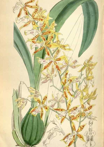 Reproducción/Reproduction 35144650191: Curtis's botanical magazine.. London ; New York [etc.] :Academic Press [etc.]