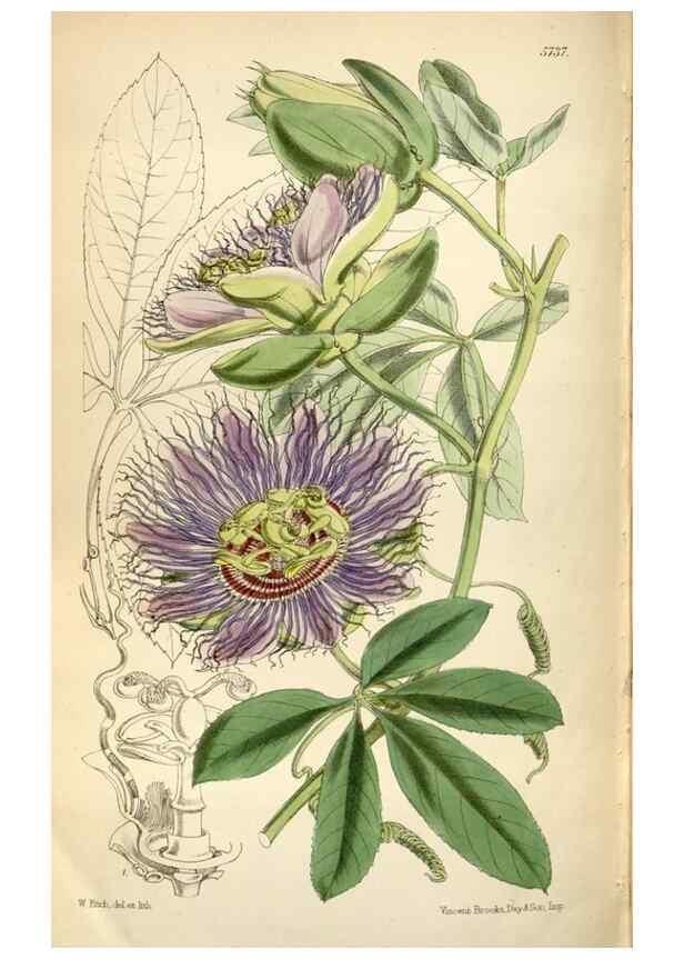 Reproducción/Reproduction 35108350692: Curtis's botanical magazine.. London ; New York [etc.] :Academic Press [etc.]