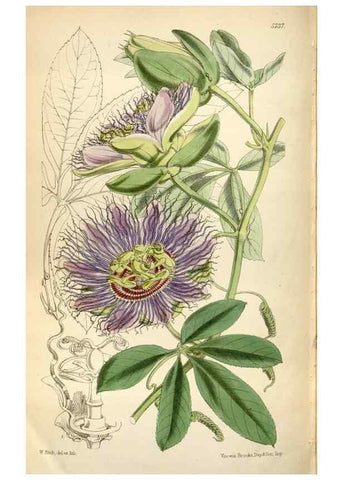 Reproducción/Reproduction 35108350692: Curtis's botanical magazine.. London ; New York [etc.] :Academic Press [etc.]