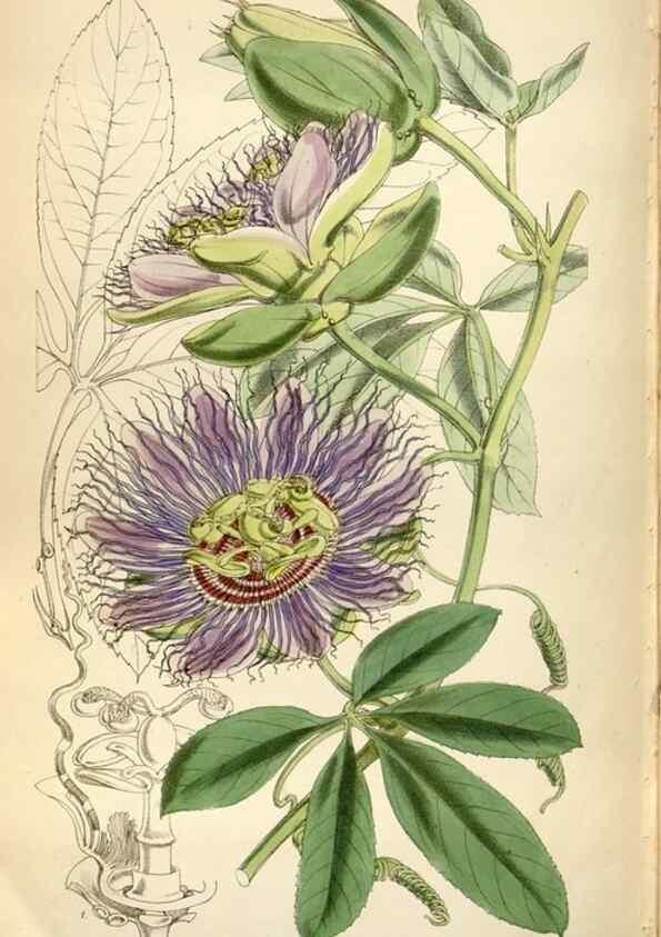 Reproducción/Reproduction 35108350692: Curtis's botanical magazine.. London ; New York [etc.] :Academic Press [etc.]