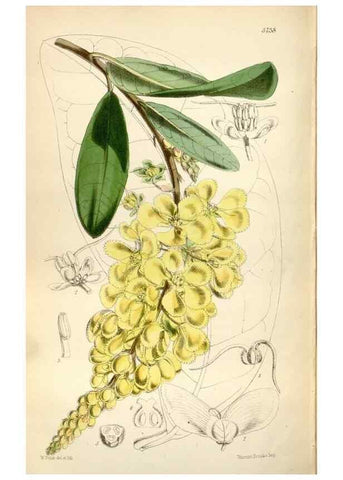 Reproducción/Reproduction 34887611270: Curtis's botanical magazine.. London ; New York [etc.] :Academic Press [etc.]