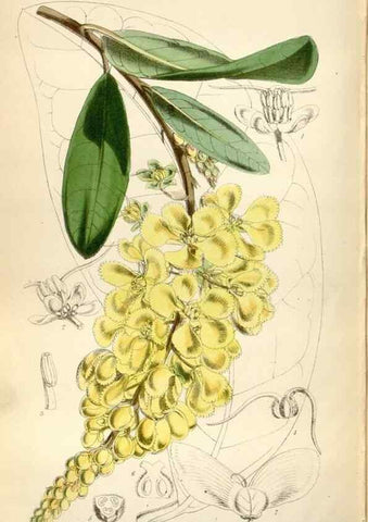 Reproducción/Reproduction 34887611270: Curtis's botanical magazine.. London ; New York [etc.] :Academic Press [etc.]