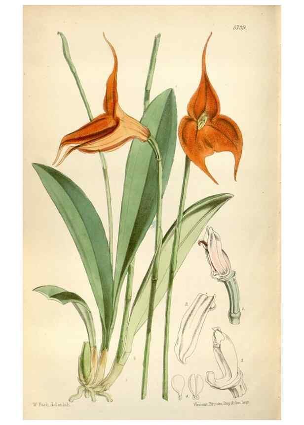 Reproducción/Reproduction 34887614600: Curtis's botanical magazine.. London ; New York [etc.] :Academic Press [etc.]