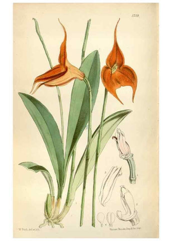 Reproducción/Reproduction 34887614600: Curtis's botanical magazine.. London ; New York [etc.] :Academic Press [etc.]