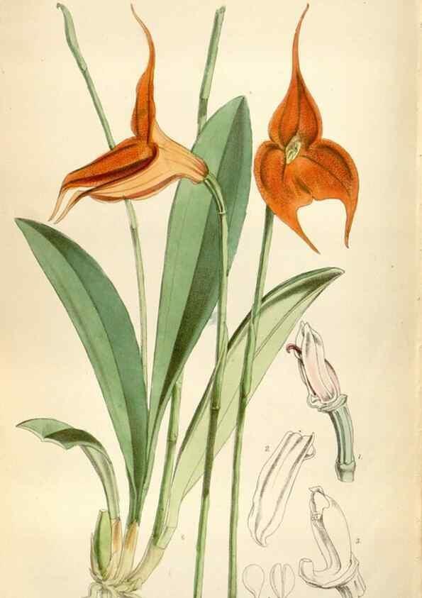 Reproducción/Reproduction 34887614600: Curtis's botanical magazine.. London ; New York [etc.] :Academic Press [etc.]