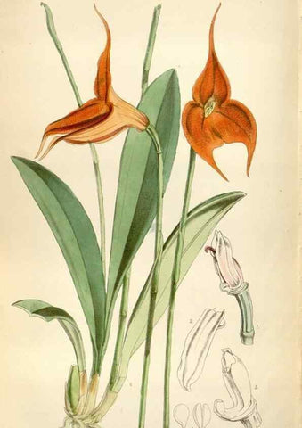 Reproducción/Reproduction 34887614600: Curtis's botanical magazine.. London ; New York [etc.] :Academic Press [etc.]