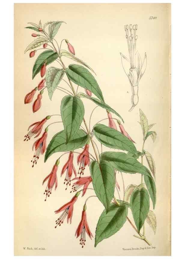Reproducción/Reproduction 34887618390: Curtis's botanical magazine.. London ; New York [etc.] :Academic Press [etc.]