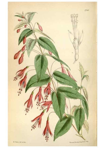 Reproducción/Reproduction 34887618390: Curtis's botanical magazine.. London ; New York [etc.] :Academic Press [etc.]