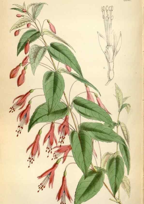 Reproducción/Reproduction 34887618390: Curtis's botanical magazine.. London ; New York [etc.] :Academic Press [etc.]