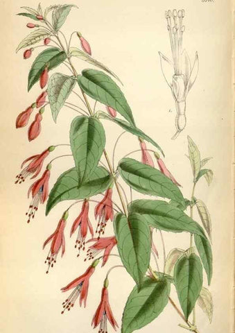 Reproducción/Reproduction 34887618390: Curtis's botanical magazine.. London ; New York [etc.] :Academic Press [etc.]