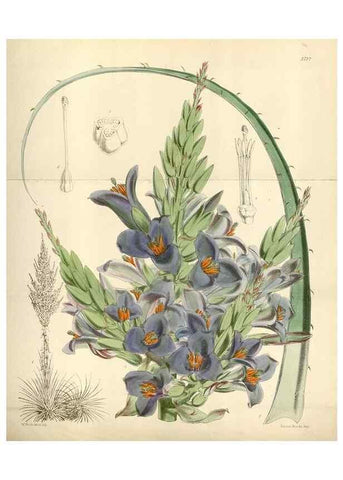 Reproducción/Reproduction 35234376616: Curtis's botanical magazine.. London ; New York [etc.] :Academic Press [etc.]