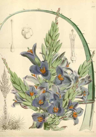 Reproducción/Reproduction 35234376616: Curtis's botanical magazine.. London ; New York [etc.] :Academic Press [etc.]