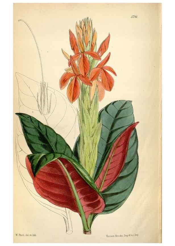 Reproducción/Reproduction 34887622620: Curtis's botanical magazine.. London ; New York [etc.] :Academic Press [etc.]