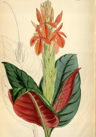 Reproducción/Reproduction 34887622620: Curtis's botanical magazine.. London ; New York [etc.] :Academic Press [etc.]