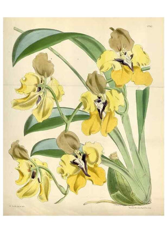 Reproducción/Reproduction 35144660531: Curtis's botanical magazine.. London ; New York [etc.] :Academic Press [etc.]