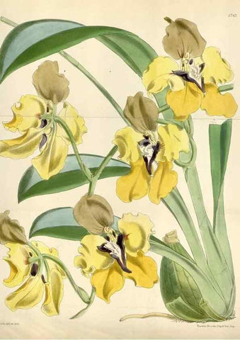 Reproducción/Reproduction 35144660531: Curtis's botanical magazine.. London ; New York [etc.] :Academic Press [etc.]