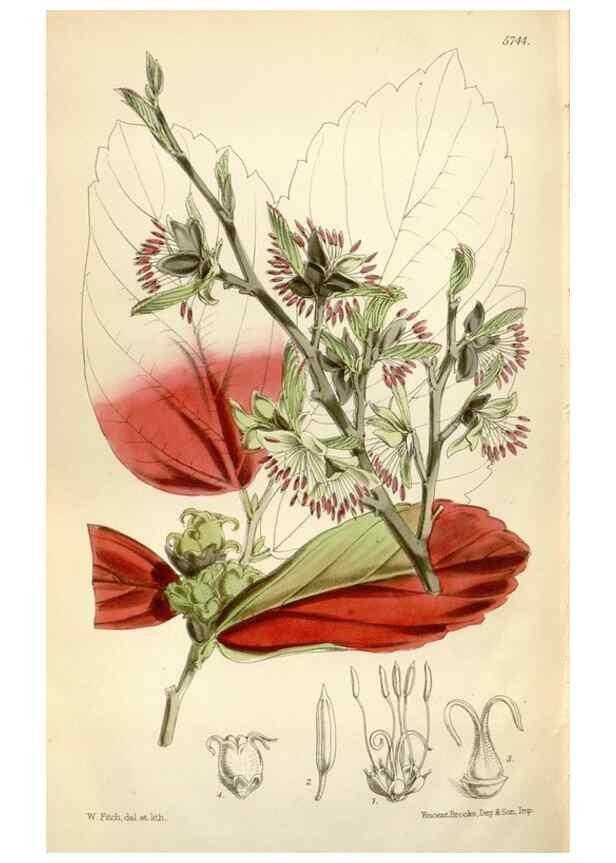 Reproducción/Reproduction 35144662451: Curtis's botanical magazine.. London ; New York [etc.] :Academic Press [etc.]
