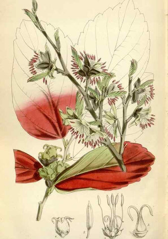 Reproducción/Reproduction 35144662451: Curtis's botanical magazine.. London ; New York [etc.] :Academic Press [etc.]