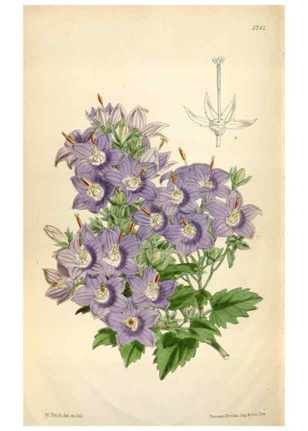 Reproducción/Reproduction 35144665531: Curtis's botanical magazine.. London ; New York [etc.] :Academic Press [etc.]