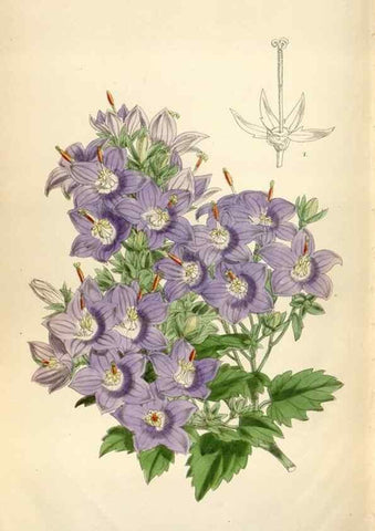 Reproducción/Reproduction 35144665531: Curtis's botanical magazine.. London ; New York [etc.] :Academic Press [etc.]