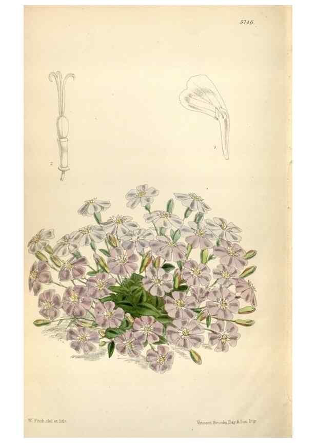 Reproducción/Reproduction 35234400256: Curtis's botanical magazine.. London ; New York [etc.] :Academic Press [etc.]