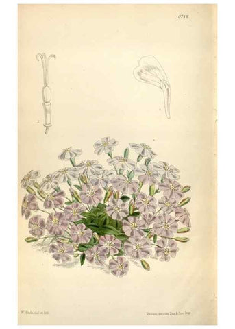 Reproducción/Reproduction 35234400256: Curtis's botanical magazine.. London ; New York [etc.] :Academic Press [etc.]
