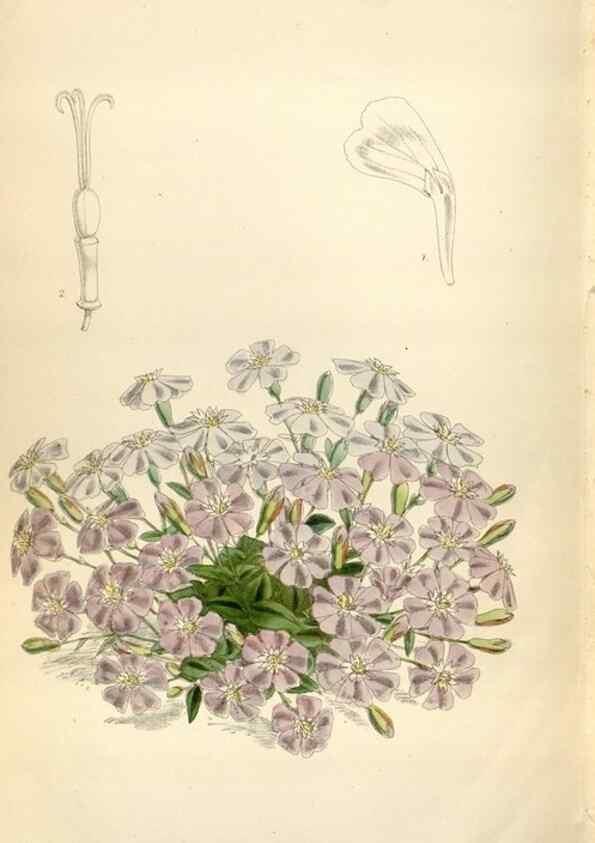 Reproducción/Reproduction 35234400256: Curtis's botanical magazine.. London ; New York [etc.] :Academic Press [etc.]