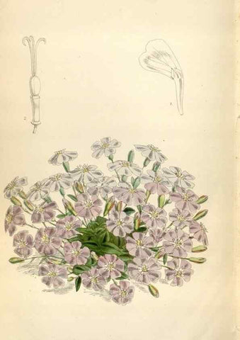 Reproducción/Reproduction 35234400256: Curtis's botanical magazine.. London ; New York [etc.] :Academic Press [etc.]