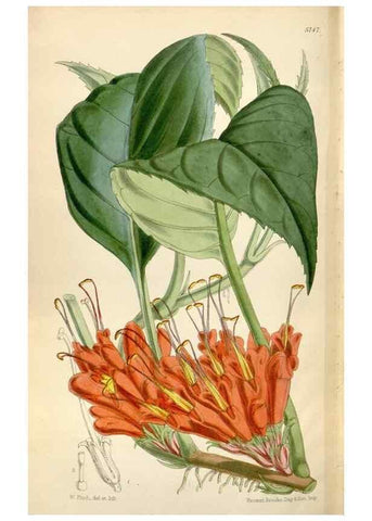 Reproducción/Reproduction 35234402316: Curtis's botanical magazine.. London ; New York [etc.] :Academic Press [etc.]