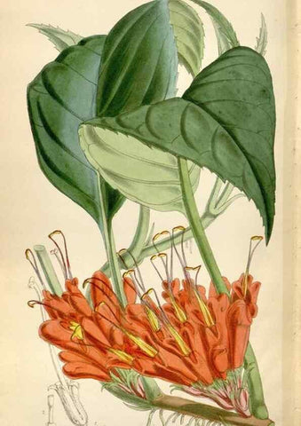 Reproducción/Reproduction 35234402316: Curtis's botanical magazine.. London ; New York [etc.] :Academic Press [etc.]