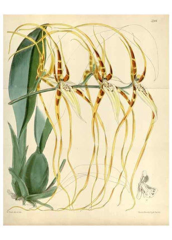 Reproducción/Reproduction 35144727471: Curtis's botanical magazine.. London ; New York [etc.] :Academic Press [etc.]