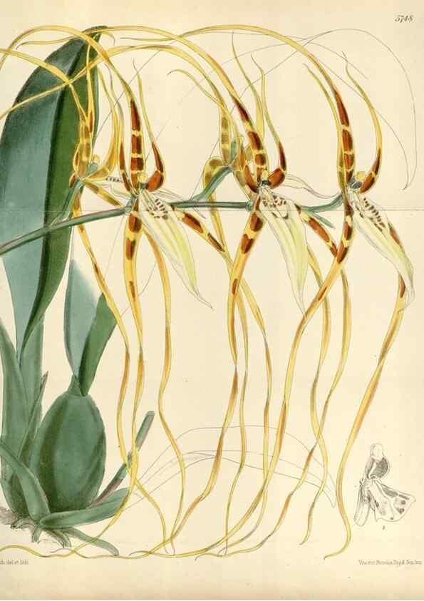 Reproducción/Reproduction 35144727471: Curtis's botanical magazine.. London ; New York [etc.] :Academic Press [etc.]