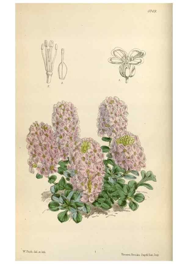 Reproducción/Reproduction 35144729871: Curtis's botanical magazine.. London ; New York [etc.] :Academic Press [etc.]