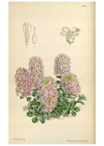Reproducción/Reproduction 35144729871: Curtis's botanical magazine.. London ; New York [etc.] :Academic Press [etc.]