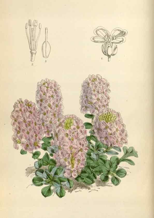 Reproducción/Reproduction 35144729871: Curtis's botanical magazine.. London ; New York [etc.] :Academic Press [etc.]
