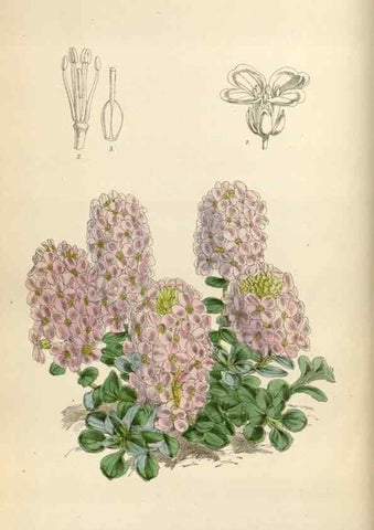 Reproducción/Reproduction 35144729871: Curtis's botanical magazine.. London ; New York [etc.] :Academic Press [etc.]